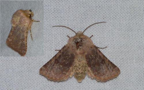 Metopoceras felicina