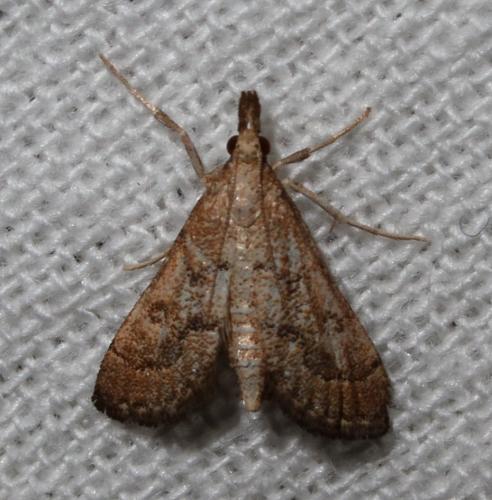 Metasia sp.