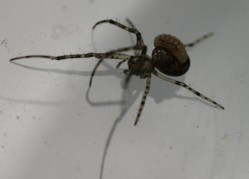 Metellina sp.