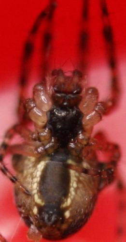Metellina sp.