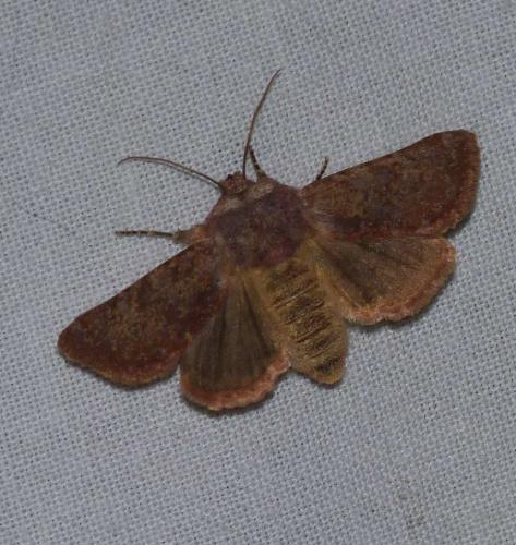Réf. 147 470 : Metopoceras felicina