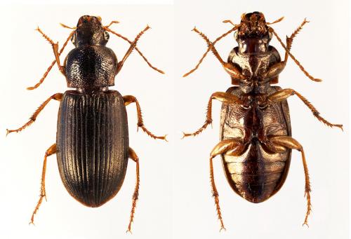 Réf. 147 543 : Ophonus sp.