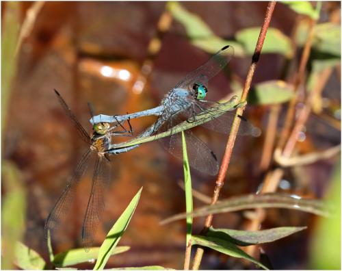 Micrathyria athenais