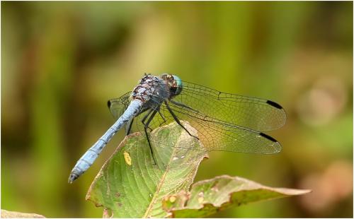 Micrathyria athenais