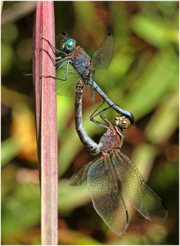 Micrathyria athenais