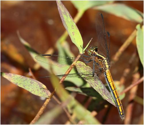Micrathyria athenais