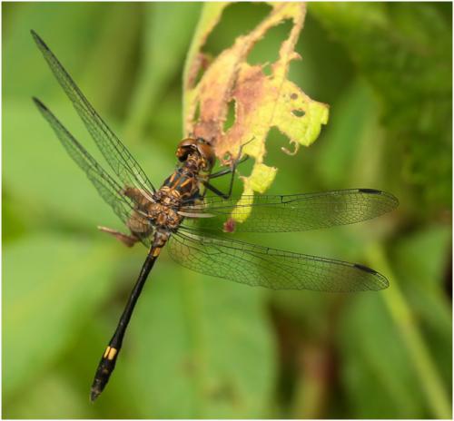 Réf. 147 576 : Micrathyria stawiarskii