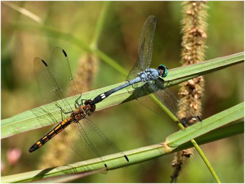 Micrathyria stawiarskii