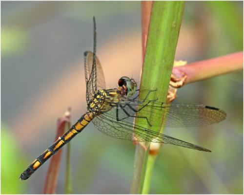 Micrathyria stawiarskii