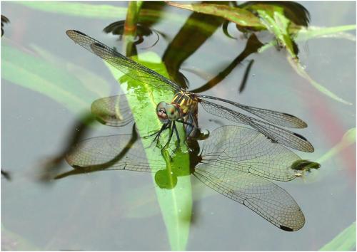 Micrathyria stawiarskii
