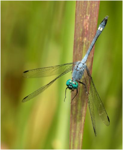 Micrathyria stawiarskii