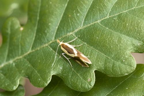 Harpella forficella