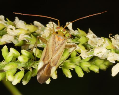 Réf. 147 169 : Adelphocoris lineolatus