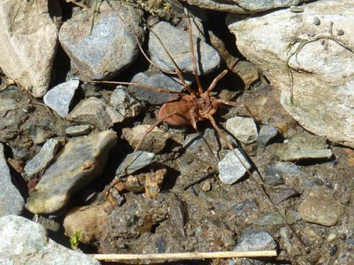 Réf. 147 804 : Mitopus morio