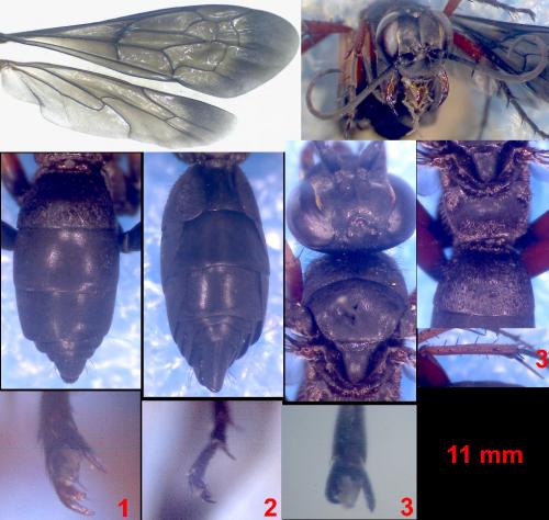 Episyron coccineipes