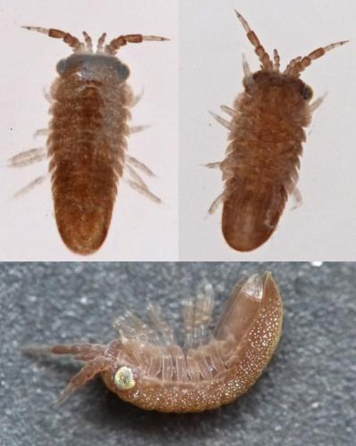 Réf. 147 773 : Idotea sp.