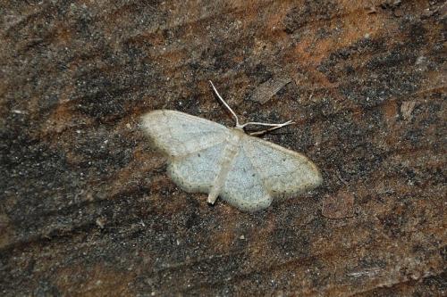 Idaea sp.