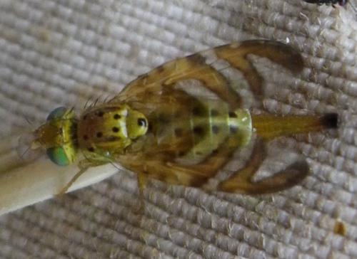 Réf. 147 570 : Chaetorellia jaceae
