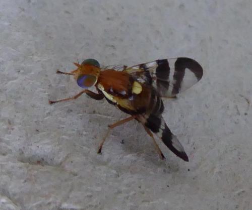 Rhagoletis completa