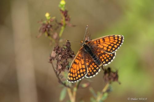 Melitaea parthenoides