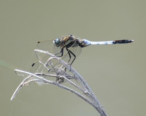 Réf. 147 686 : Orthetrum albistylum