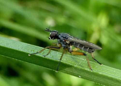 Cleigastra apicalis