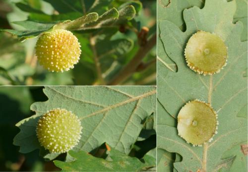 Cynips quercus