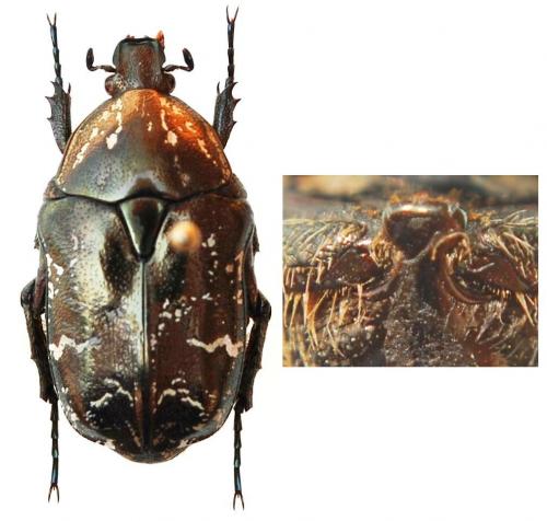 Réf. 147 767 : Potosia cuprina