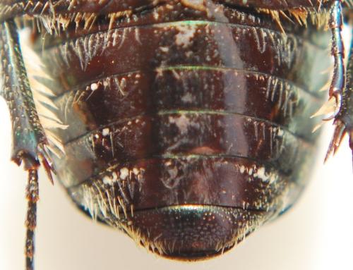 Réf. 147 786 : Potosia cuprina