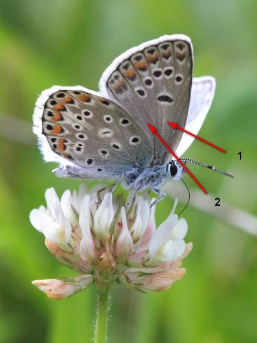 Polyommatus escheri