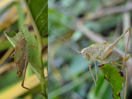 Phaneroptera sp.