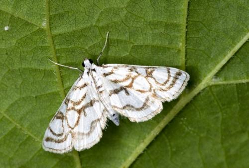 Réf. 147 909 : Nymphula nitidulata