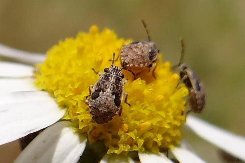 Réf. 147 287 : Nysius sp.