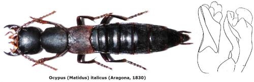 Réf. 147 653 : Ocypus italicus