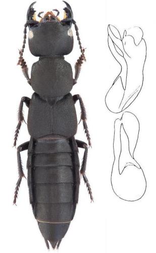 Réf. 147 646 : Ocypus olens