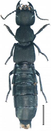 Réf. 147 647 : Ocypus olens