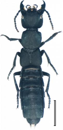Réf. 147 654 : Ocypus pedemontanus