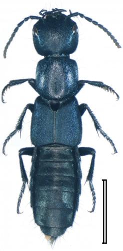 Ocypus ophthalmicus ophthalmicus