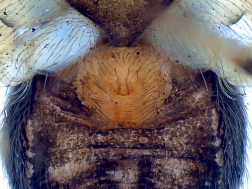 Oecobius maculatus