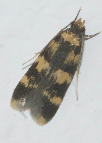 Oegoconia sp.