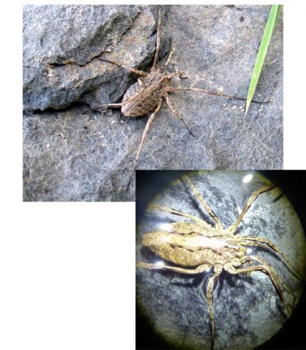 Odiellus troguloides