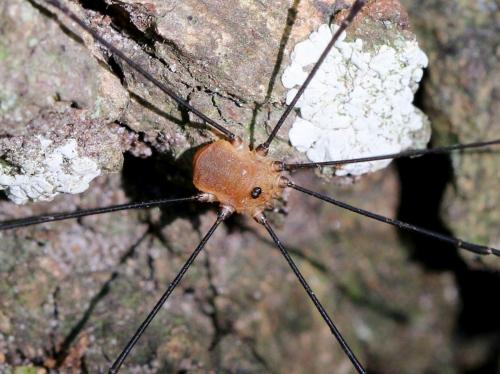 Réf. 147 980 : Leiobunum rotundum