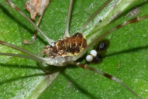 Réf. 147 185 : Opilio canestrinii