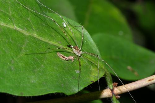 Réf. 147 186 : Opilio canestrinii
