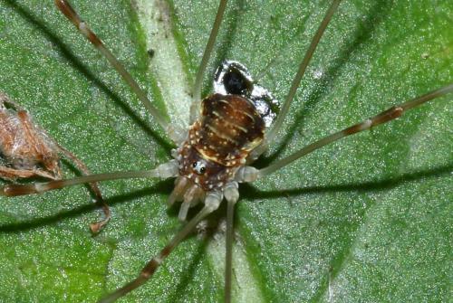 Réf. 147 294 : Opilio canestrinii