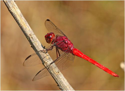 Réf. 147 183 : Orthemis schmidti