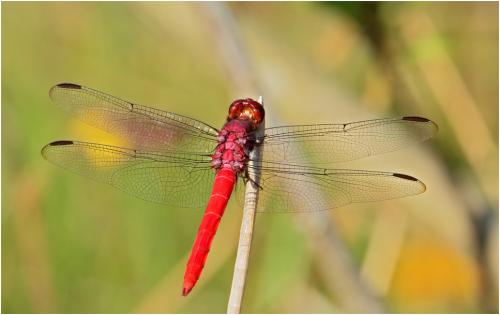 Orthemis schmidti