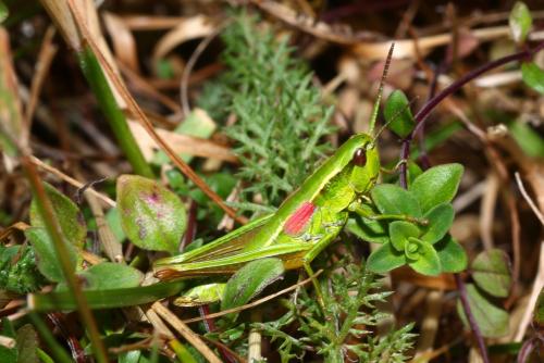 Réf. 147 662 : Euthystira brachyptera