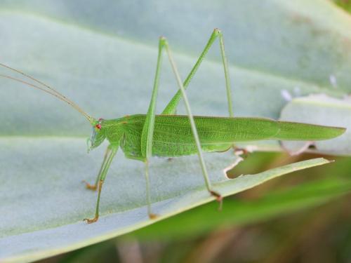 Réf. 147 323 : Phaneroptera falcata