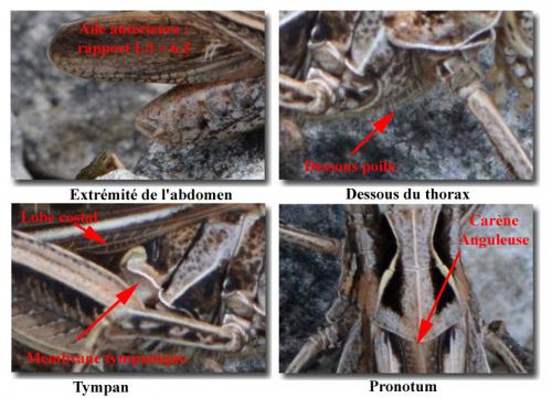 Chorthippus sp.